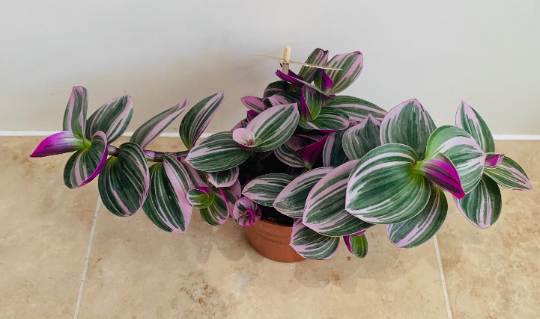 Tradescantia Nanouk Cassandra's Plants