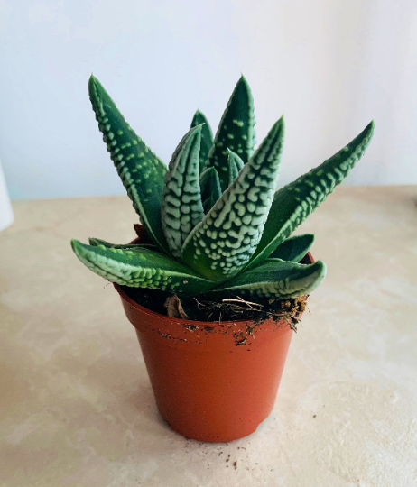 Haworthia Pumila cv. Angel’s Tears in 5.5cm Pot Cassandra's Plants