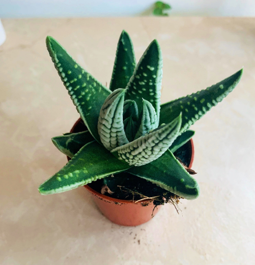 Haworthia Pumila cv. Angel’s Tears in 5.5cm Pot Cassandra's Plants