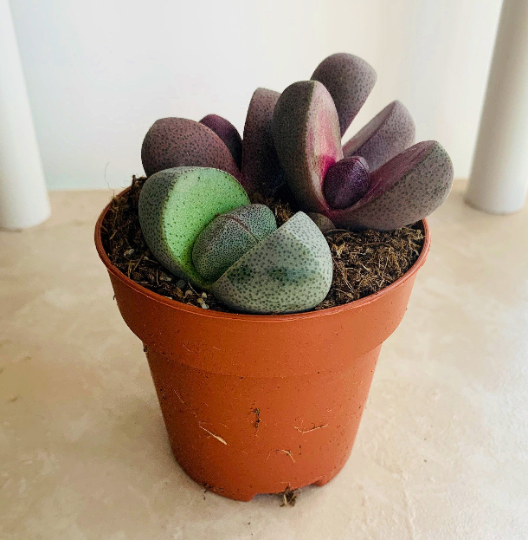 Pleiospilos Nelii Royal Flush Split Rock Lithops Cassandra's Plants