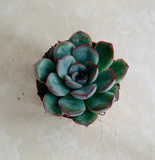 Echeveria Pulidonis Succulent in 5.5cm Pot Cassandra's Plants