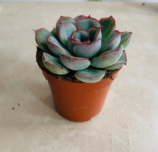 Echeveria Pulidonis Succulent in 5.5cm Pot Cassandra's Plants