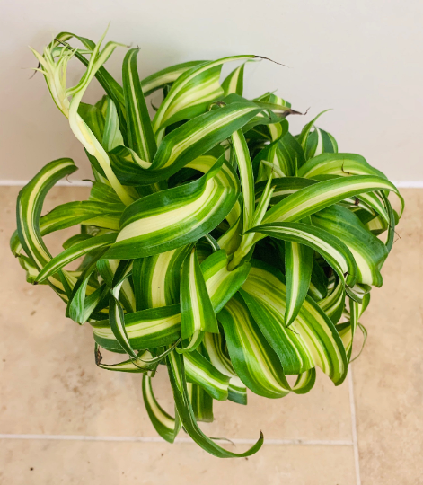 Bonnie Caribbean Spider Plant