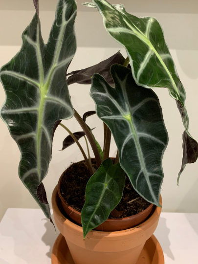 Alocasia Amazonica Polly 12cm Pot Cassandra's Plants