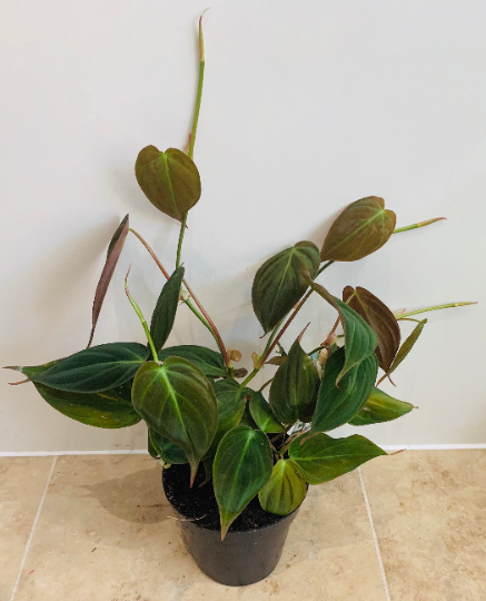 Philodendron Hederaceum Micans Cassandra's Plants