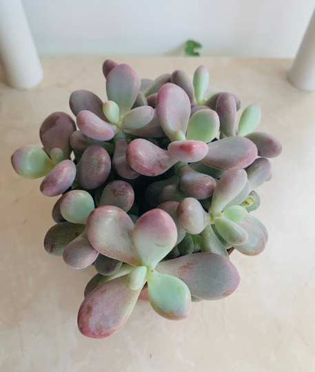 Pachyphytum Oviferum Var. Rubra Succulent in 8cm Pot Cassandra's Plants