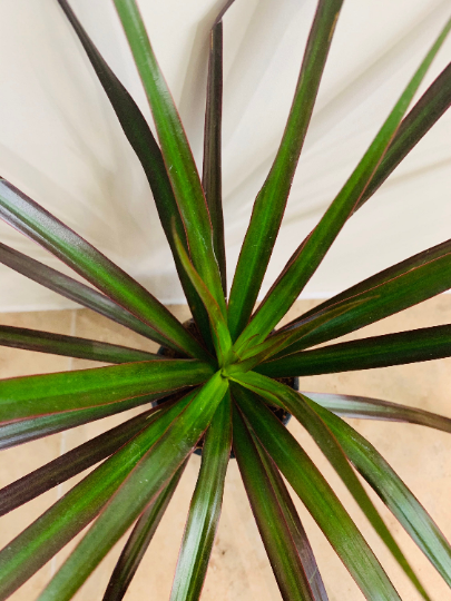 Dracaena Margenta Dragon Tree in 7cm Pot Cassandra's Plants