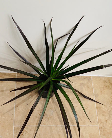 Dracaena Margenta Dragon Tree in 7cm Pot Cassandra's Plants