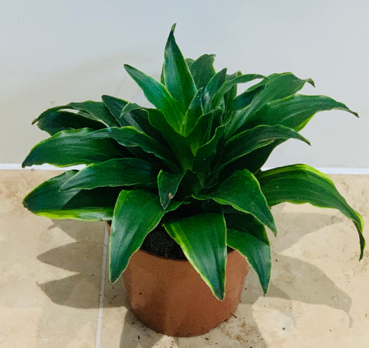 Dracaena Janet Craig in 12cm Pot Cassandra's Plants