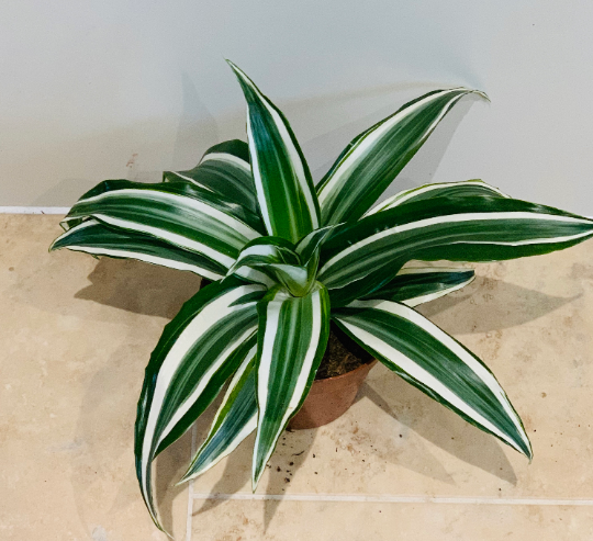 Dracaena Fragrans White Jewel in 12cm Pot  Cassandra's Plants