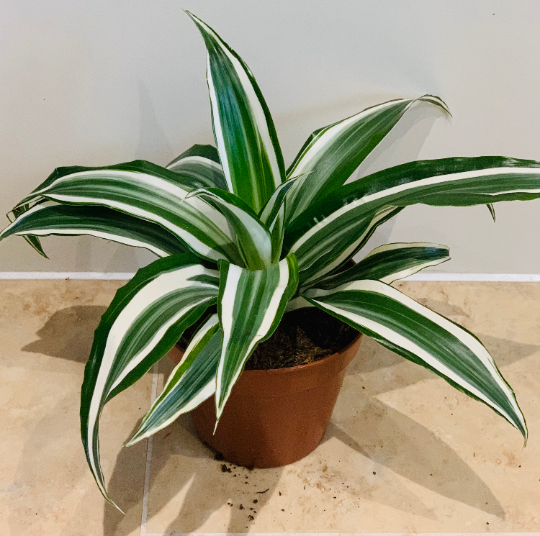 Dracaena Fragrans White Jewel in 12cm Pot  Cassandra's Plants