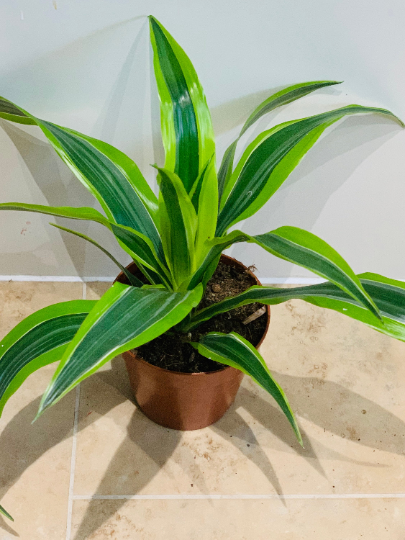 Dracaena Fragans Lemon Lime in 12cm Pot Cassandra's Plants