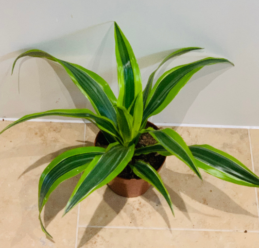 Dracaena Fragans Lemon Lime in 12cm Pot  Cassandra's Plants