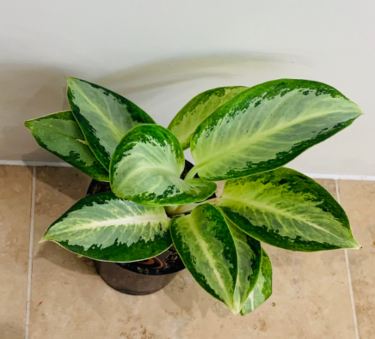 Aglaonema ‘Emerald Bay’ Chinese Evergreen 12cm Pot Cassandra's Plants