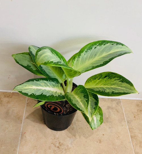 Aglaonema ‘Emerald Bay’ Chinese Evergreen 12cm Pot Cassandra's Plants