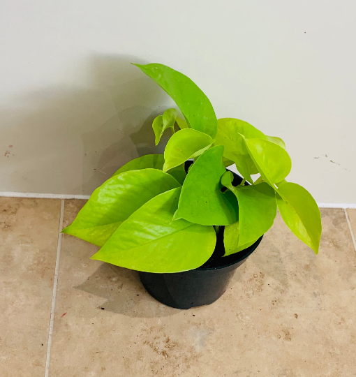 Epipremnum Aureum Neon Pothos Cassandra's Plants