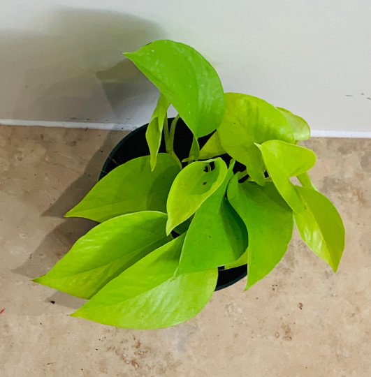 Epipremnum Aureum Neon Pothos Cassandra's Plants