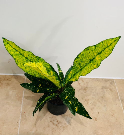 Codiaeum Variegatum ‘Gold Dust’ Croton 7cm Pot Cassandra's Plants