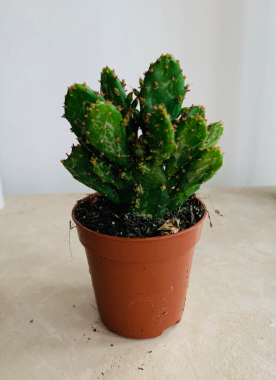 Opuntia Monacantha Joseph's Coat Cactus Cassandra's Plants