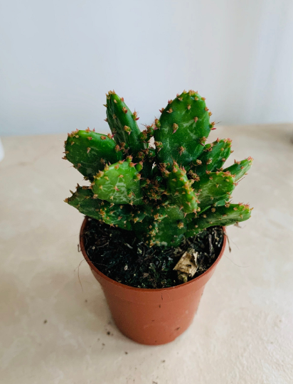 Opuntia Monacantha Joseph's Coat Cactus Cassandra's Plants