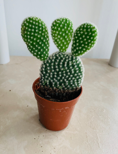 Opuntia Microdasys Var. Albispina "Bunny Ears" Cactus Cassandra's Plants