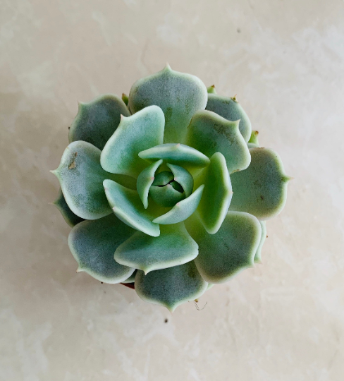 Echeveria Lola in 5.5cm Pot Cassandra's Plants