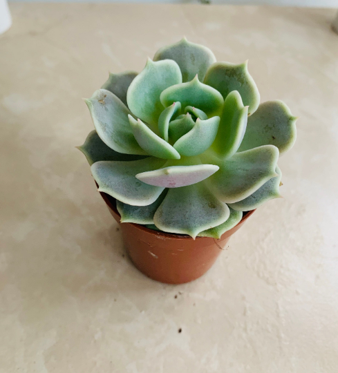 Echeveria Lola in 5.5cm Pot Cassandra's Plants