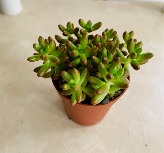 Sedum Rubrotinctum "Jelly Bean Plant" Cassandra's Plants