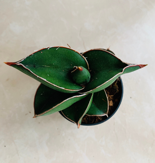 Sansevieria Ehrenbergii ‘Banana’ Cassandra's Plants