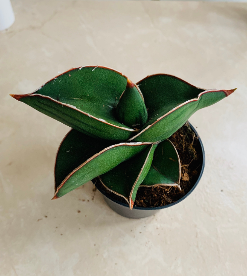 Sansevieria Ehrenbergii ‘Banana’ Cassandra's Plants