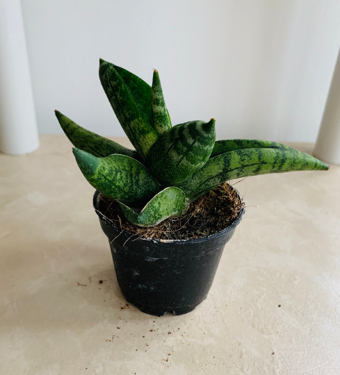 Sansevieria Cylindrica Var. Patula ‘Boncel’  Cassandra's Plants