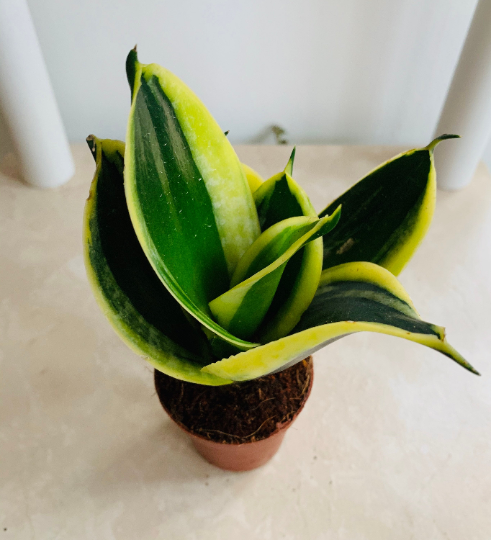 Sansevieria Trifasciata Golden Hahnii Cassandra's Plants