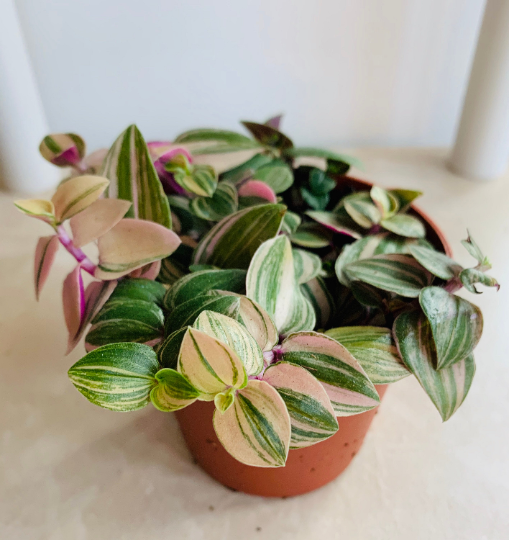 Tradescantia Mundula in 5.5cm Pot Cassandra's Plants