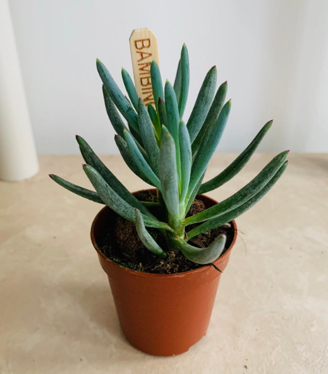 Curio / Senecio Ficoides 'Mount Everest' 5.5cm Cassandra's Plants