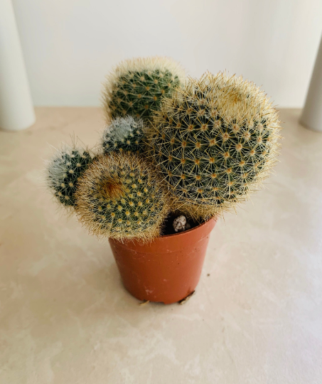 Cleistocactus Icosagonus 5.5cm Pot Cassandra's Plants