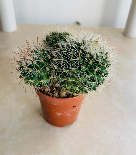 Mammillaria Moelleriana Cassandra's Plants