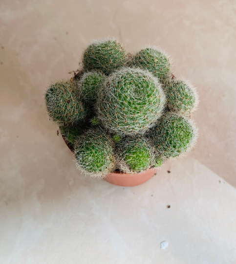 Rebutia Heliosa var. Cajasensis Cassandra's Plants