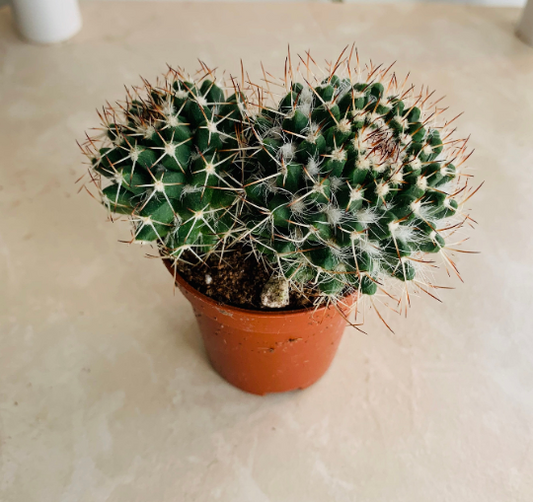 Mammillaria Karwinskiana Cassandra's Plants