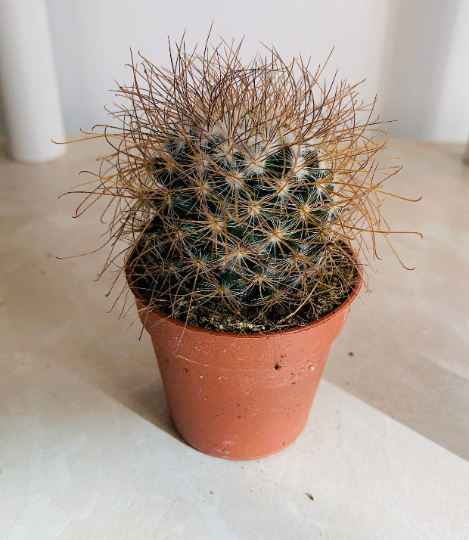 Mammillaria Rekoi ssp. Leptacantha Cassandra's Plants