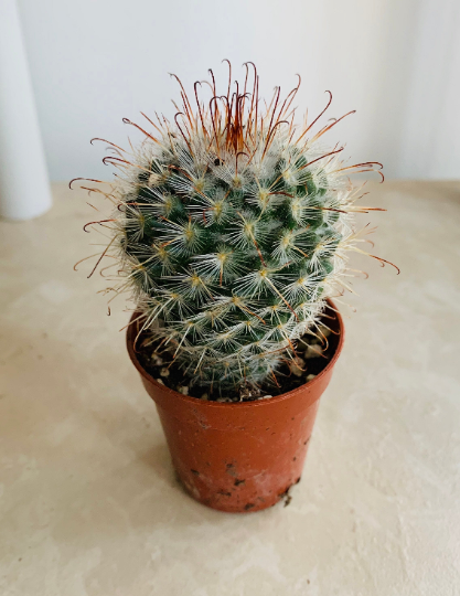 Mammillaria Bombycina Cactus Cassandra's Plants