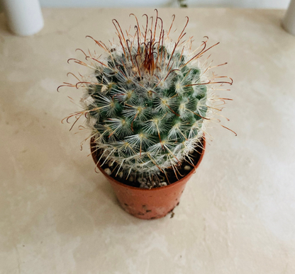 Mammillaria Bombycina Cactus Cassandra's Plants