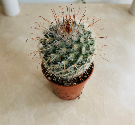 Mammillaria Bombycina Cactus Cassandra's Plants