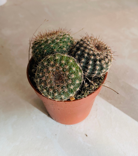 Parodia Werneri Cassandra's Plants