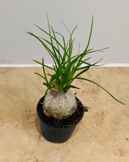 Pony Tail Palm Nolina Beaucarnea Cassandra's Plants