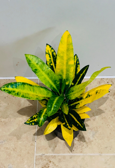 Codiaeum Varigatum ‘Gold Star' Croton 12cm Pot Cassandra's Plants