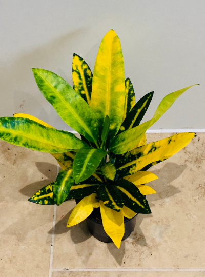 Codiaeum Varigatum ‘Gold Star' Croton 12cm Pot Cassandra's Plants