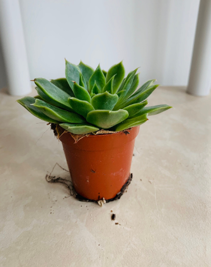 Echeveria Pua Succulent in 5.5cm Pot Cassandra's Plants