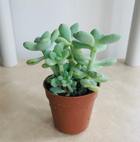 Pachyphytum Oviferum Cassandra's Plants