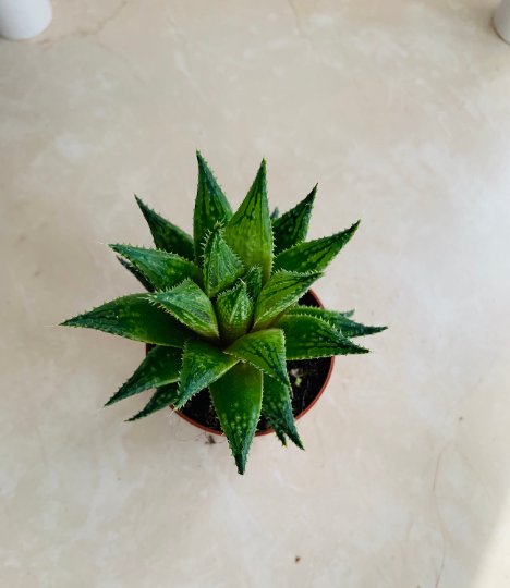 Haworthia Herbacea in 5.5cm Pot Cassandra's Plants