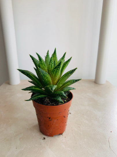 Haworthia Herbacea in 5.5cm Pot Cassandra's Plants